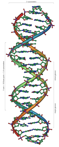 Illustration of a longer segment of DNA