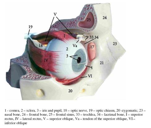 Cut-away drawing of the muscles attached to the human eye
