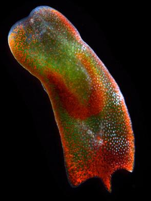 Acoelomorpha Flatworm formerly-known-as common man-bug ancestor