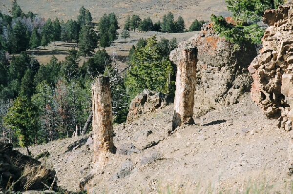No root systems on Yellowstone petrified trees shows they did NOT grow in place...