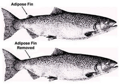 Evolutionists wrong about adipose fin