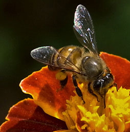 Asiatic Honey Bee Still "Talks" to European Relatives :)