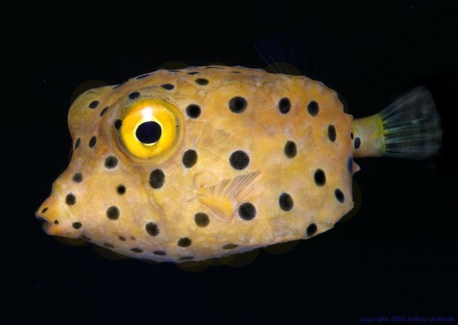 God's brilliant boxfish design copied for automobiles
