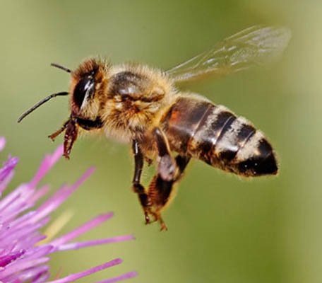 European Honey Bee Still "Talks" to Asiatic relatives :)
