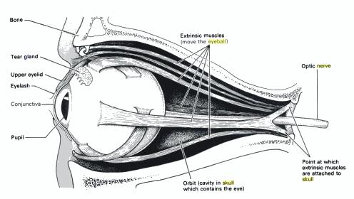 Another diagram of the eye