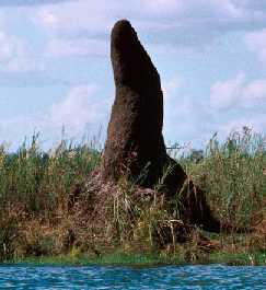 termite mound pointing to the sun
