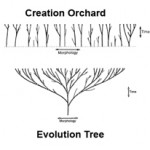 Creation-vs-Evolution-Chart.jpg