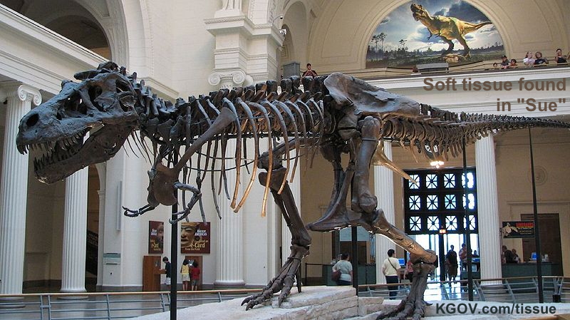 T-rex-sue-soft-tissue.jpg