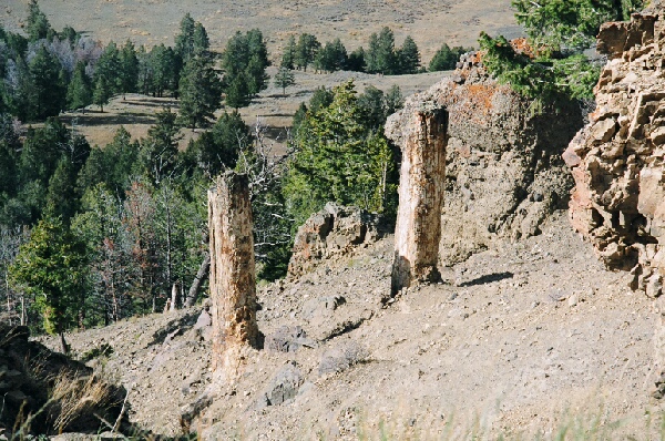 YellowstonePetrifiedTrees.jpg