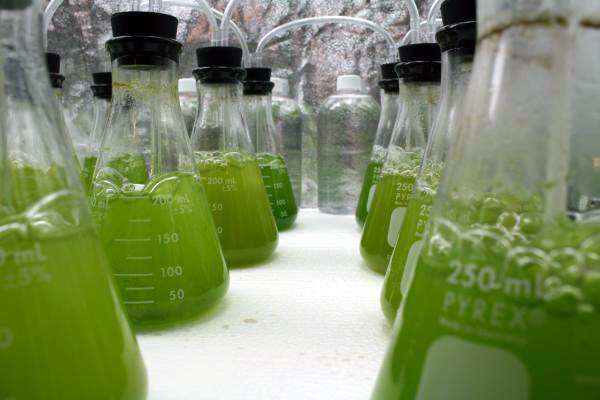 algae-in-the-lab.jpg