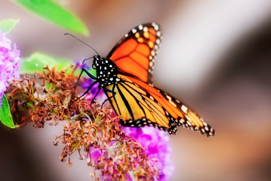 butterfly-on-flower.jpg