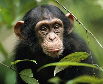 chimp.png