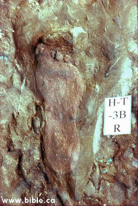 human footprint dinosaur print