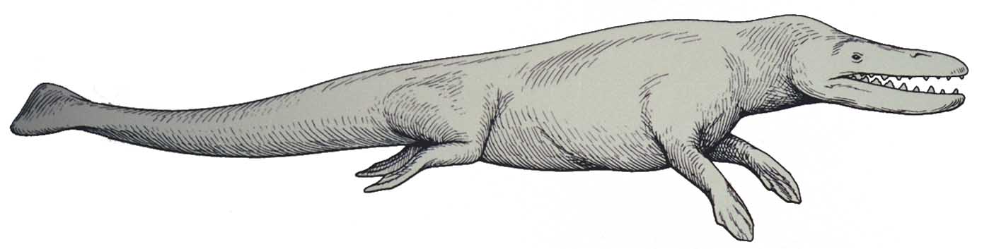 rhodocetus.jpg