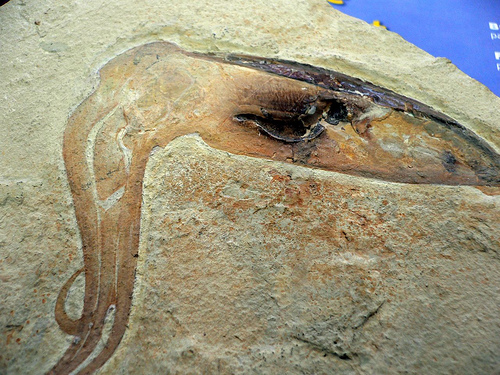 inky-squid-fossil.jpg