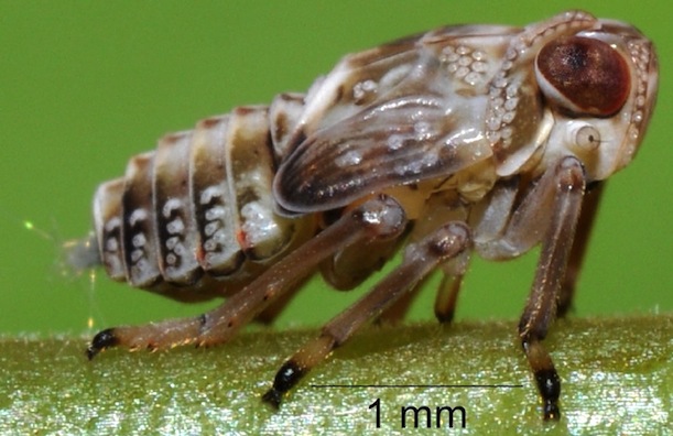 insect-issus.jpg