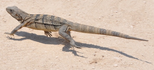 Running Lizard