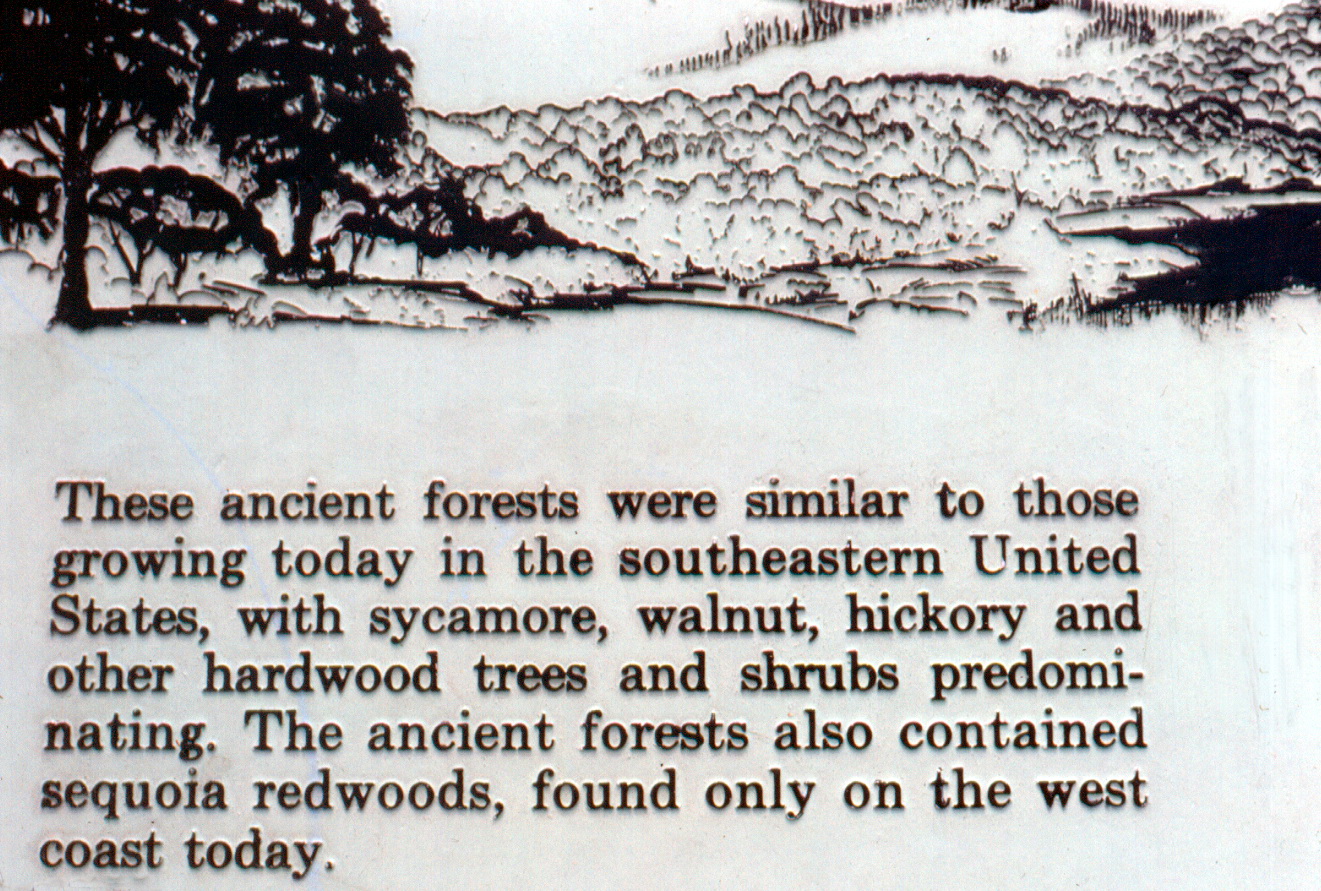 petrified-trees-yellowstone-specimen-ridge-sign2.jpg