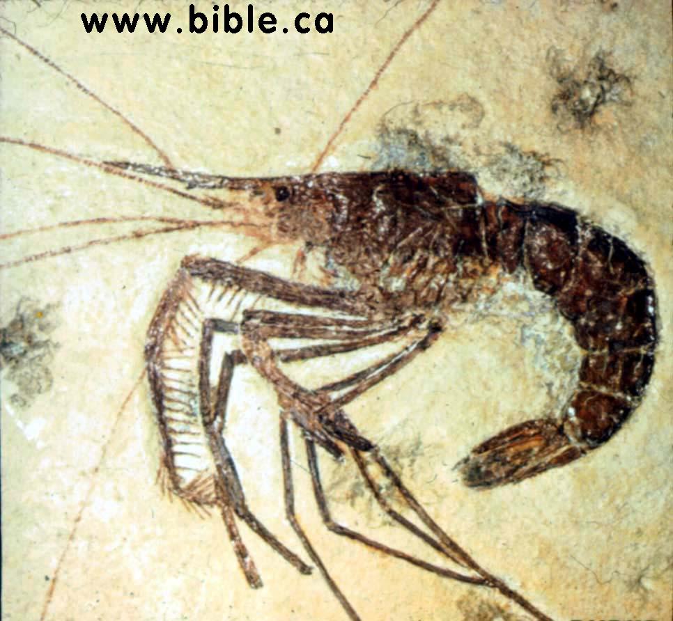 ancient shrimp