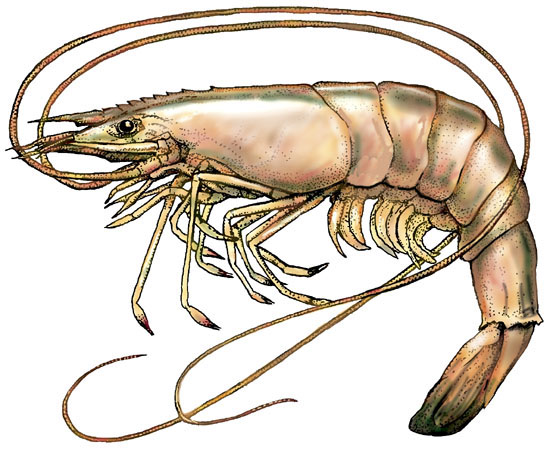 shrimp images