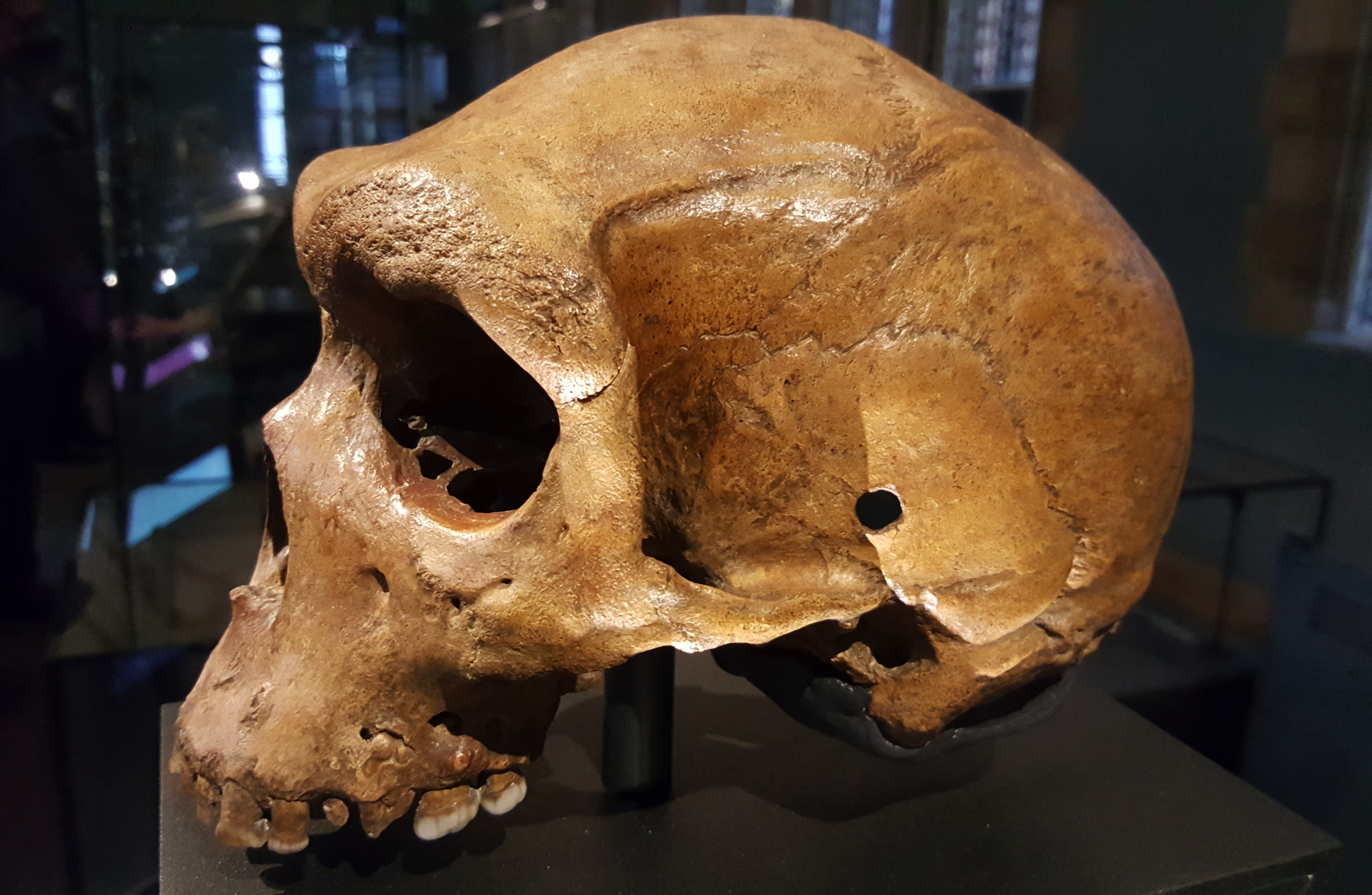 skull-from-british-museum-photo-bob-enyart.jpg