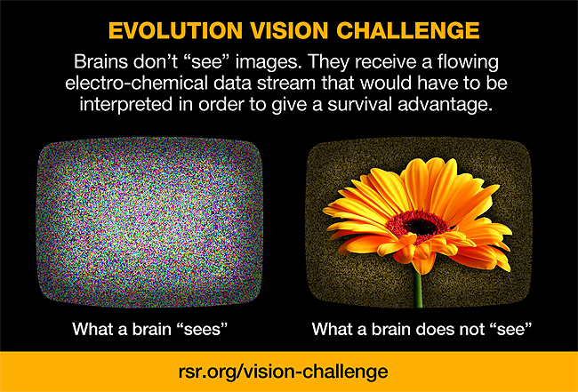 vision-challenge-RSR-what-a-brain-sees.jpg