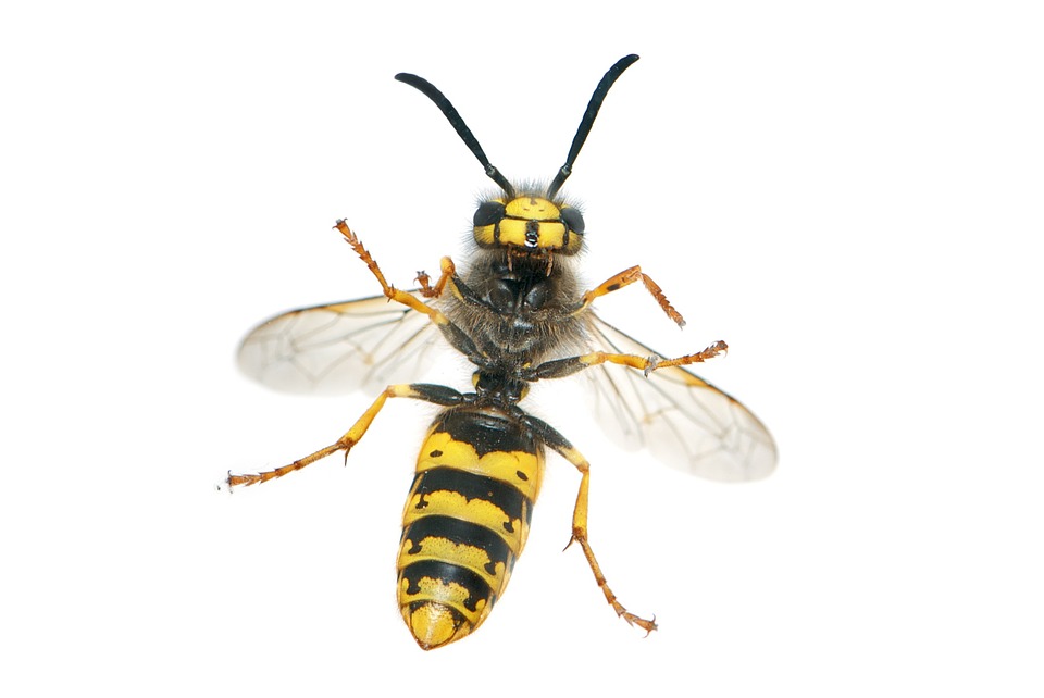 wasp-vespula-germanica-female-worker.jpg