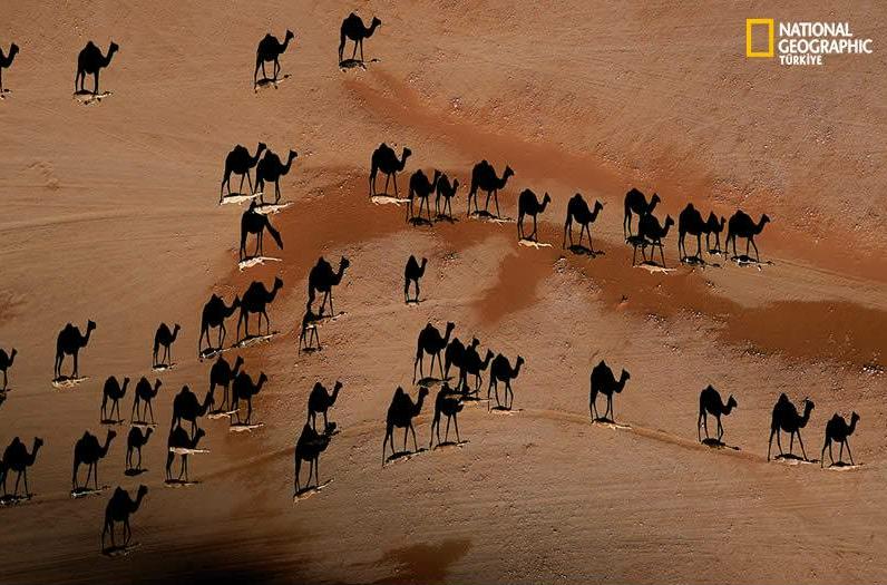 Camel caravan (shadows), photo from directly overhead. KGOV use by permission; (c) George Steinmetz