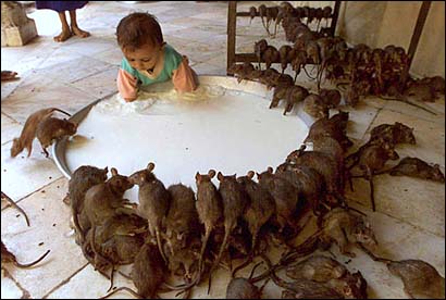 Child shares milk with "gods" at India's Rat Temple