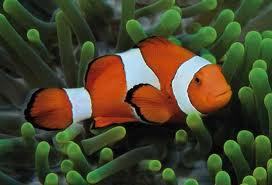 Clown Fish symbiosis with anemones makes impossible evolution even more obviously so...