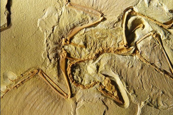 Archaeopteryx fossil contains original biological material!
