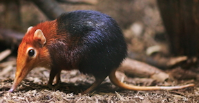 Elephant shrew DNA closer to elephants than to shrews