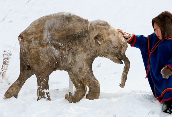 Frozen Mammoth evidence for catastrophism