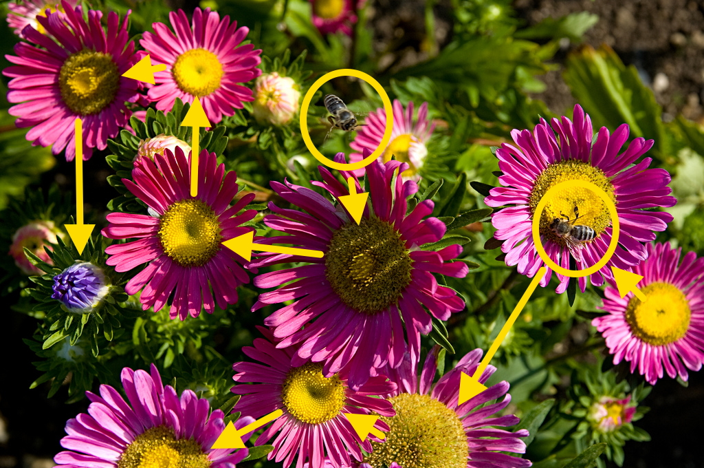 Bees fly least distance between flowers...