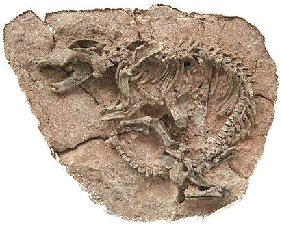 A mammal that ate a dinosaur