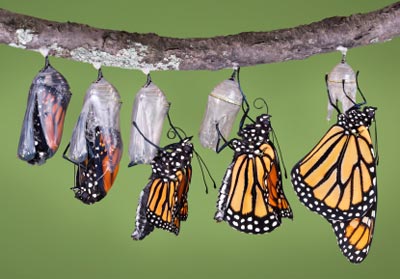 Monarch butterfly emerges in composite image...