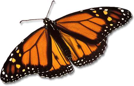 Monarch butterfly