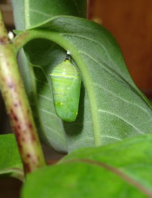 Monarch butterfly chrysalis on the underside of a leaf...