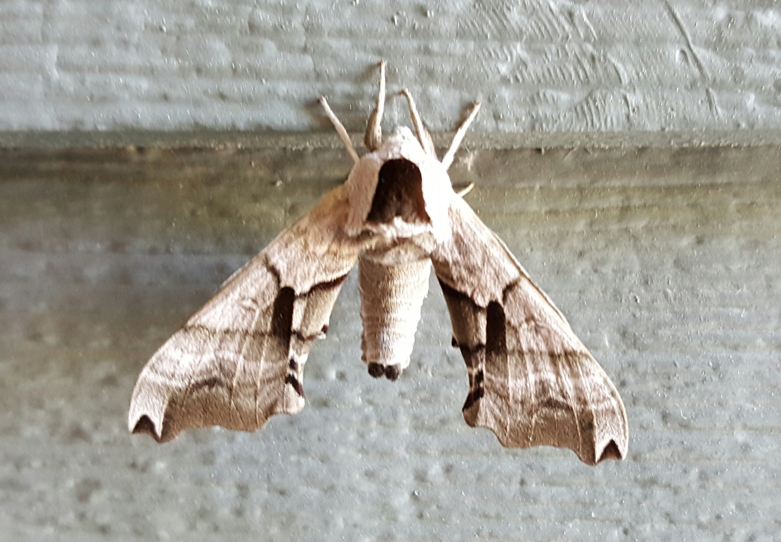 1980 Eyed Hawk-moth (Smerinthus ocellata)