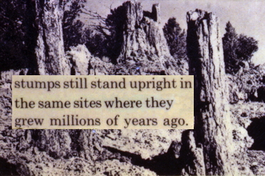 Yellowstone erroneous petrified tree exhibit: stumps standing upright where they grew...