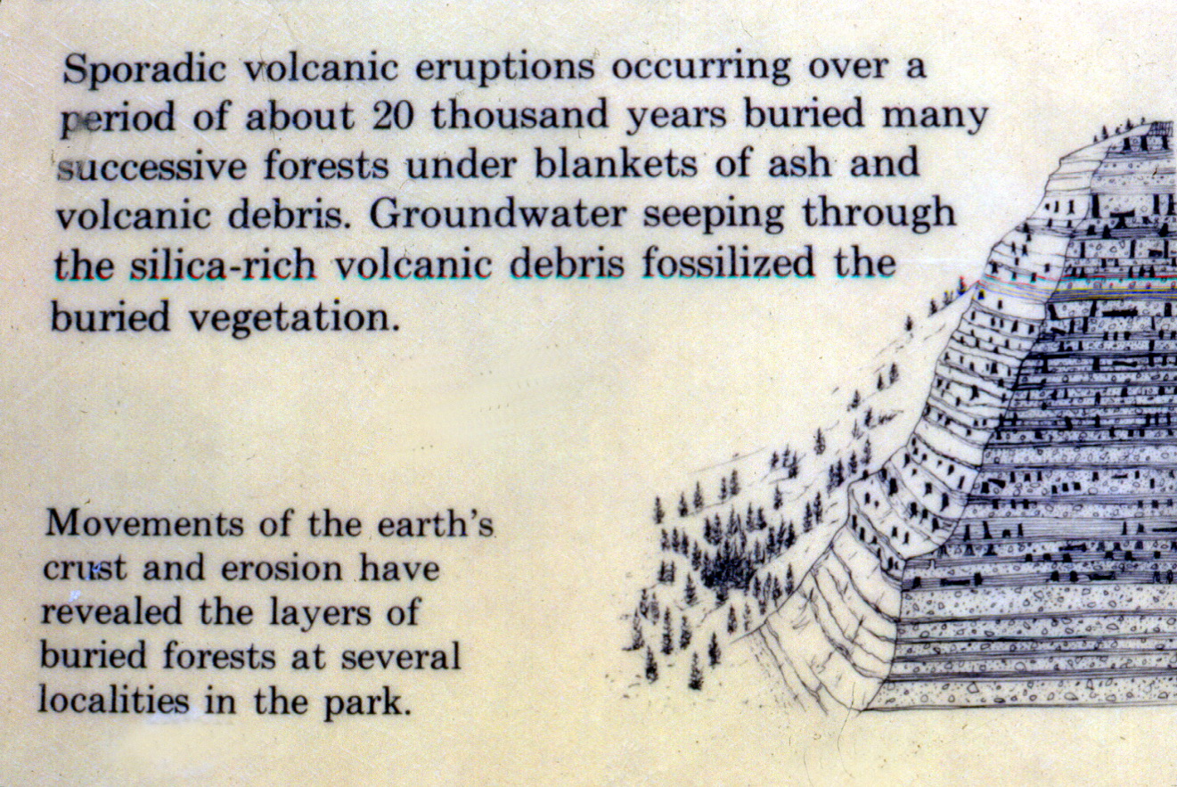Erroneous Yellowstone petrified tree exhibit