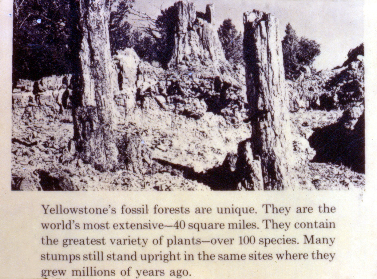 Erroneous Yellowstone petrified tree exhibit