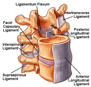 Drawing of the spinal column