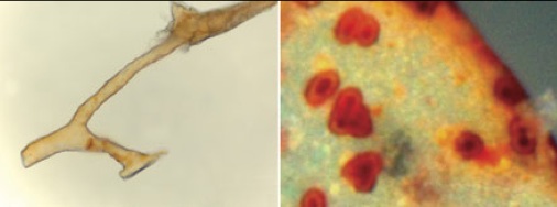 Check out these images among 26 science journals that have published papers confirming dinosaur soft tissue. See tiny.cc/bflist & rsr.org/soft