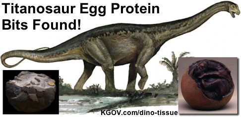 Image of Titanosaur Egg Protein Bits Found!