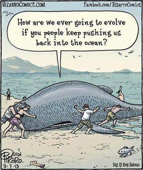 whale-evolution-bizarro-comic-by-permission.jpg