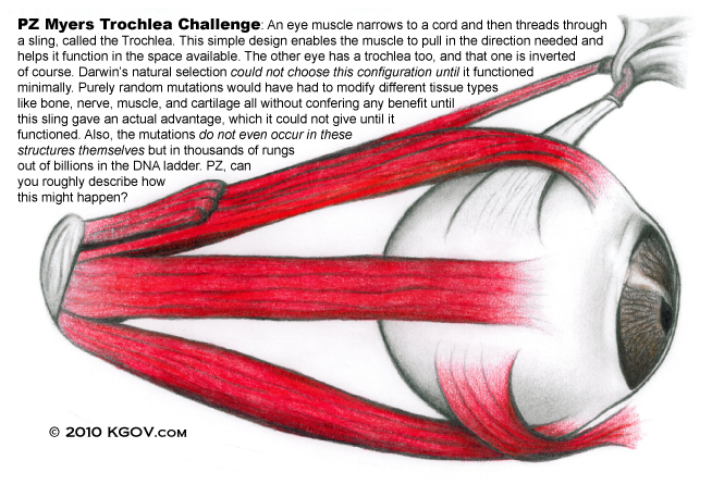 Trochlea challenge to evolutionists